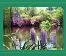 Photo of a pond in Spring with flowers