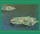 Photo of Water Lilies in a pond