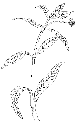 Line drawing of Alligatorweed