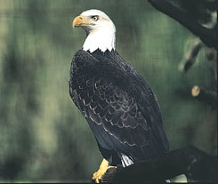 Bald eagle - Photograph by Phillip Jones