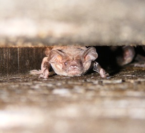 Brazilian free-tailed bat in bat box. Photo by Rob Harrison