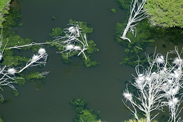 Aerial Photos of Nesting Wading Birds