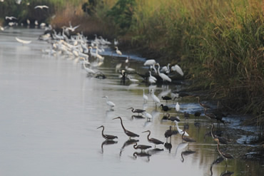 Foraging Wading Birds
