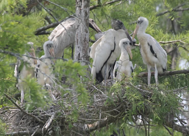 Wood Stork Nests
