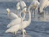 Great Egrets Foraging - Photo Courtesy of Christy Hand, SCDNR