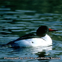 Common Merganser - photograph by US Fish and Wildlife