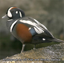 Harlequin Duck - photograph by US Fish and Wildlife