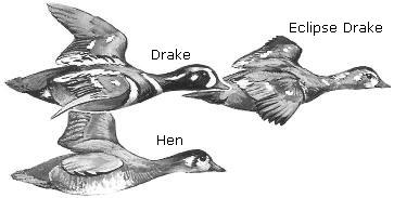 Harlequin Duck Drawings