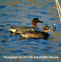 Green-Winged Teal - photograph by US Fish and Wildlife Servcies