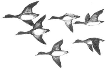 Flock pattern illustration