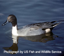 Pintail - photography by US Fish and Wildlife Service