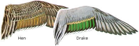 Pintail wings
