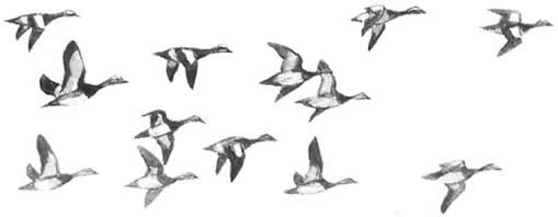 Flock patter illustration