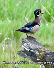 Wood Duck - photography by US Fish and Wildlife Service
