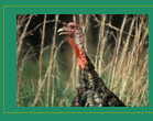 Photograph of a Wild Turkey
