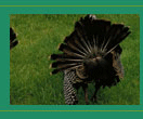 Photograph of a Wild Turkey strutting