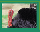 Photograph of a Wild Turkey