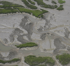 Oyster Strata
