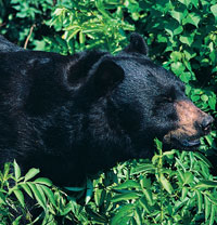 Black Bear