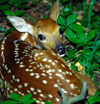 Fawn