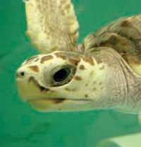 Sea Turtle