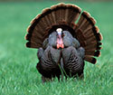 Wild Turkey