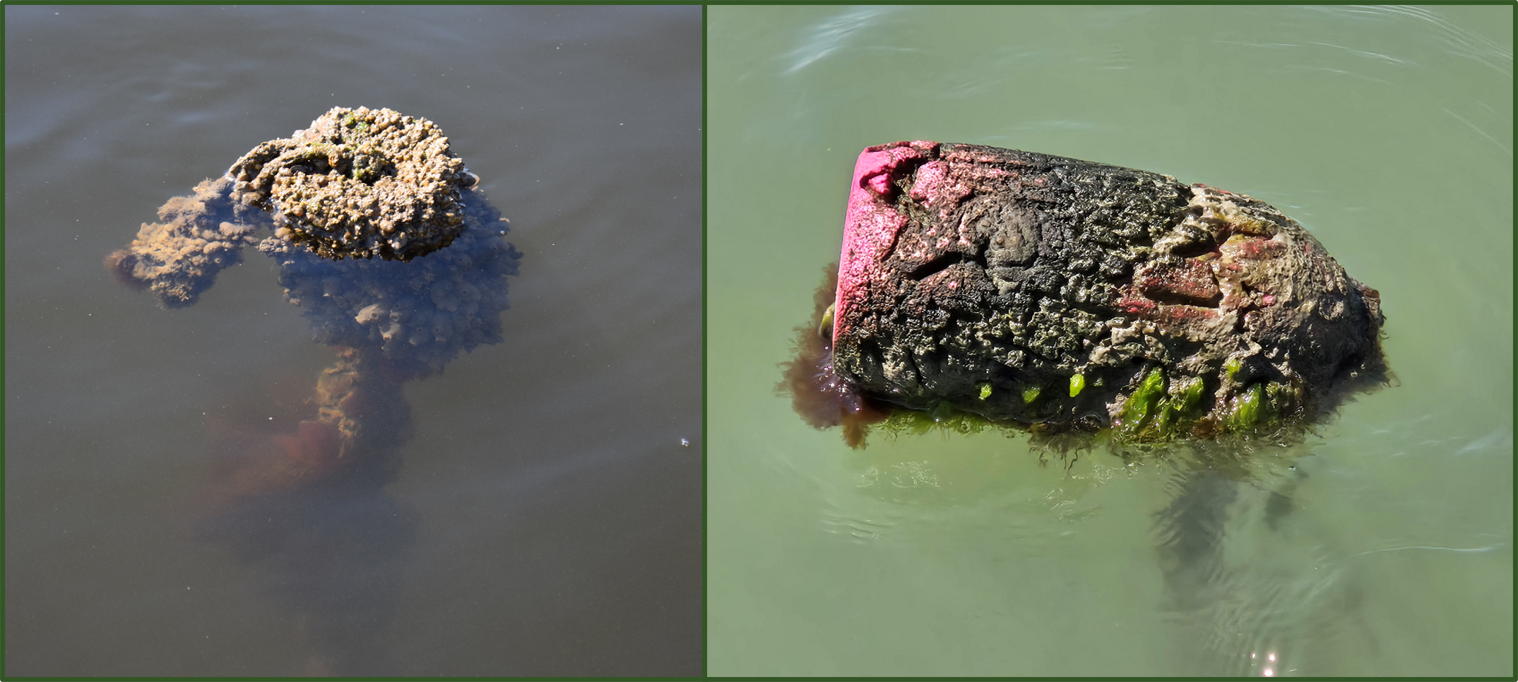 Two abandoned crab traps covered in dirt and moss
