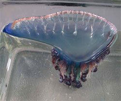 Jelly fish