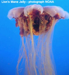 Lion's Mane Jelly fish
