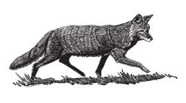 Coyote (Canis latrans)