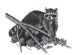 Raccoon (Procyon lotor)