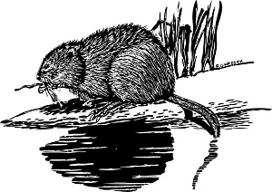 Muskrat (Ondatra zibethicus)