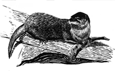 River Otter (Lontra canadensis)