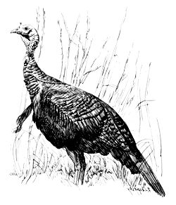 Ink Drawing of Turkey and hunter