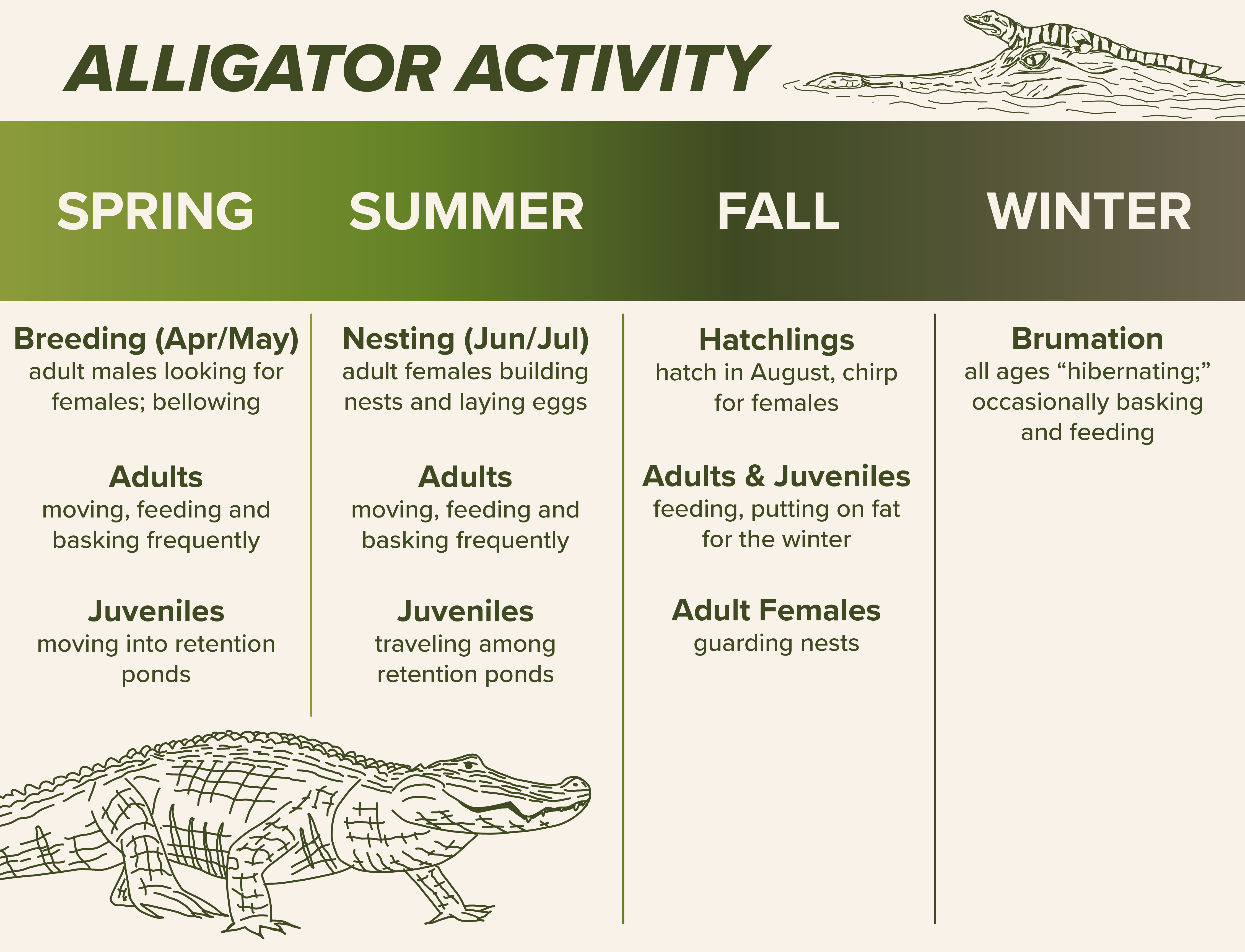 Alligator