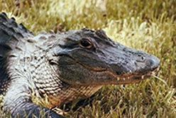 Alligator