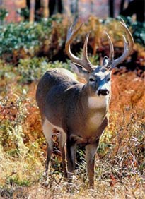 White-tailed Deer White-tailed Deer