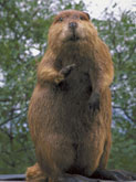 Picture of a Beaver