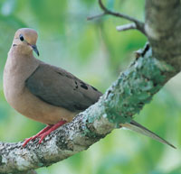 Mourning Dove - Photography by Phillip Jones Mourning Dove - Photography by Phillip Jones