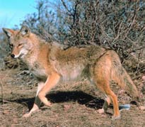 Coyote Coyote