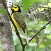 Hooded warbler male