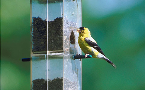 The first image in a slideshow demo.