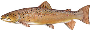 SCDNR - Fish - Species - Brown Trout - South Carolina Department