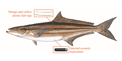 Cobia Illustration concerning Double Tagging