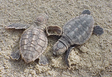 DNR biologists report that loggerhead sea turtles have laid more nests on the South Carolina coast this season than any previous year on record. (Photo: USFWS)