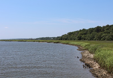A recent study by DNR, USC and the College of Charleston looked at nutrient runoff associated with development and whether it might make the coastal ecosystem more susceptible to algal blooms.  Some algal bloom species can produce toxins that may threaten public and environmental health. (DNR photo)