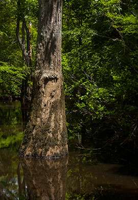 The King Tract, a recent addition to the DNR-owned Marsh Wildlife Management Area, is home to many large bottomland trees such as this cypress. (DNR photos by David Lucas)