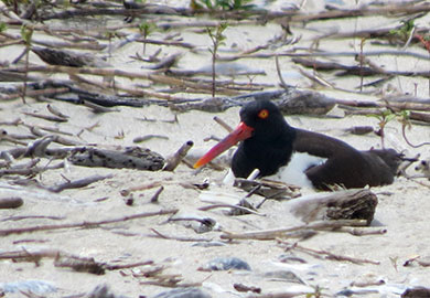 Some bird species such as American oystercatcher (photo shows an adult incubating eggs) nest on public beaches, and DNR encourages South Carolinians and visitors to the state to share the beach with these amazing birds. (DNR photos)