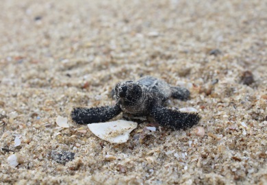 The SCDNR sea turtle program helped more than 300,000 loggerhead hatchlings make it off South Carolina beaches this year.