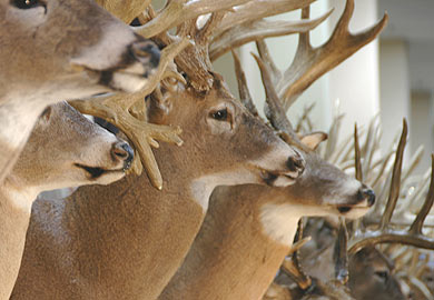 Row of mounted deer heads